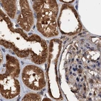 Immunohistochemical staining of human kidney using Anti-PSMD9 antibody HPA040512.