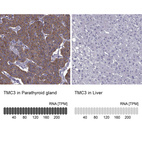 Anti-TMC3 Antibody