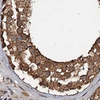 Immunohistochemical staining of human testis using Anti-PSMD9 antibody HPA040512.