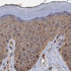 Immunohistochemical staining of human skin using Anti-PSMD9 antibody HPA040512.