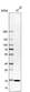 Anti-SNRPD1 Antibody