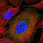 Immunofluorescent staining of human cell line U-2 OS shows localization to nucleoplasm & focal adhesion sites.