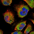 Immunofluorescent staining of human cell line U-251 MG shows localization to endoplasmic reticulum.