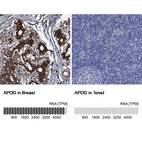 Anti-APOD Antibody