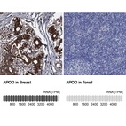 Anti-APOD Antibody
