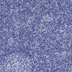 Anti-APOD Antibody