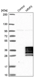 Western blot analysis in control (vector only transfected HEK293T lysate) and NRIP3 over-expression lysate (Co-expressed with a C-terminal myc-DDK tag (~3.1 kDa) in mammalian HEK293T cells, LY412407).
