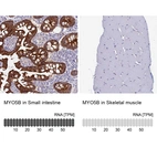 Anti-MYO5B Antibody