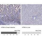 Anti-HTR4 Antibody