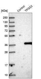 Western blot analysis in control (vector only transfected HEK293T lysate) and TPGS2 over-expression lysate (Co-expressed with a C-terminal myc-DDK tag (~3.1 kDa) in mammalian HEK293T cells, LY414528).