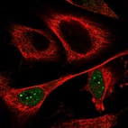 Immunofluorescent staining of human cell line U-251 MG shows localization to nucleoplasm & nuclear bodies.
