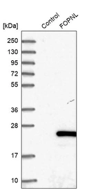 Western blot analysis in control (vector only transfected HEK293T lysate) and FOPNL over-expression lysate (Co-expressed with a C-terminal myc-DDK tag (~3.1 kDa) in mammalian HEK293T cells, LY408241).