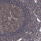 Anti-HAUS1 Antibody