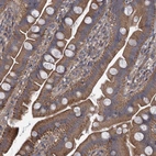 Immunohistochemical staining of human small intestine shows strong cytoplasmic positivity in glandular cells.