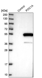 Western blot analysis in control (vector only transfected HEK293T lysate) and POC1A over-expression lysate (Co-expressed with a C-terminal myc-DDK tag (~3.1 kDa) in mammalian HEK293T cells, LY414586).