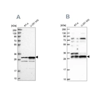 Western blot analysis using Anti-HAUS1 antibody HPA040601 (A) shows similar pattern to independent antibody HPA040652 (B).