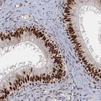 Immunohistochemical staining of human epididymis shows strong nuclear positivity in glandular cells.