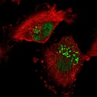 Immunofluorescent staining of human cell line U-251 MG shows localization to nucleus & the Golgi apparatus.
