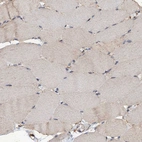 Immunohistochemical staining of human skeletal muscle shows negative to very weak cytoplasmic positivity in myocytes.