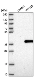 Western blot analysis in control (vector only transfected HEK293T lysate) and TPGS2 over-expression lysate (Co-expressed with a C-terminal myc-DDK tag (~3.1 kDa) in mammalian HEK293T cells, LY414528).