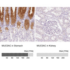 Anti-MUC5AC Antibody