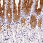 Immunohistochemical staining of human stomach shows moderate positivity in mucus in glandular cells.