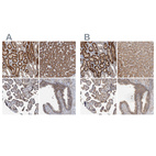 Anti-CEP68 Antibody