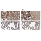 Anti-CEP68 Antibody