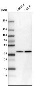 Western blot analysis in mouse cell line NIH-3T3 and rat cell line NBT-II.