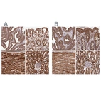 Anti-ATP5A1 Antibody