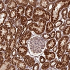 Immunohistochemical staining of human kidney shows strong cytoplasmic granular positivity in cells in tubules.