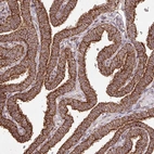Immunohistochemical staining of human fallopian tube shows strong cytoplasmic granular positivity in glandular cells.