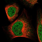 Immunofluorescent staining of human cell line U-2 OS shows localization to nucleoplasm.