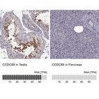 Anti-CCDC89 Antibody