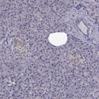 Immunohistochemical staining of human pancreas shows low expression as expected.