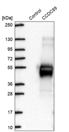 Western blot analysis in control (vector only transfected HEK293T lysate) and CCDC89 over-expression lysate (Co-expressed with a C-terminal myc-DDK tag (~3.1 kDa) in mammalian HEK293T cells, LY407343).