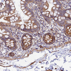 Immunohistochemical staining of human small intestine shows moderate cytoplasmic positivity in glandular cells.