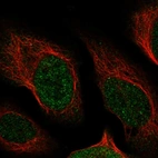 Immunofluorescent staining of human cell line U-2 OS shows localization to nucleoplasm.