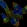Anti-HAUS3 Antibody