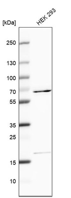 Western blot analysis in human cell line HEK 293.