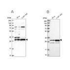 Western blot analysis using Anti-HAUS1 antibody HPA040652 (A) shows similar pattern to independent antibody HPA040601 (B).