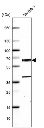 Anti-CAMK2G Antibody