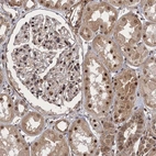 Immunohistochemical staining of human kidney shows moderate cytoplasmic and nuclear positivity in cell in tubules and glomeruli.
