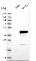 Western blot analysis in control (vector only transfected HEK293T lysate) and BCL2L14 over-expression lysate (Co-expressed with a C-terminal myc-DDK tag (~3.1 kDa) in mammalian HEK293T cells, LY408531).