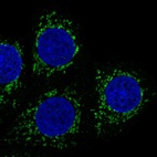 Immunofluorescent staining of human cell line MCF7 shows positivity in mitochondria.