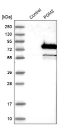 Western blot analysis in control (vector only transfected HEK293T lysate) and PGM2 over-expression lysate (Co-expressed with a C-terminal myc-DDK tag (~3.1 kDa) in mammalian HEK293T cells, LY413138).