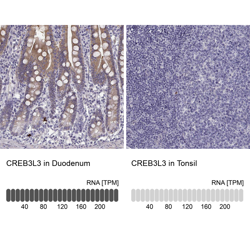 Anti-CREB3L3 Antibody