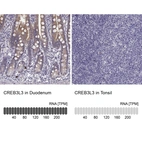 Anti-CREB3L3 Antibody