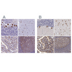 Anti-EEF1G Antibody