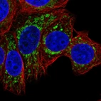 Immunofluorescent staining of human cell line MCF7 shows localization to mitochondria.